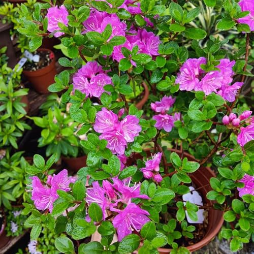 semillas de rododendro, azalea, resistentes cama elevada orgánicas en la decoración oficina jardín interior exóticas 40pcs