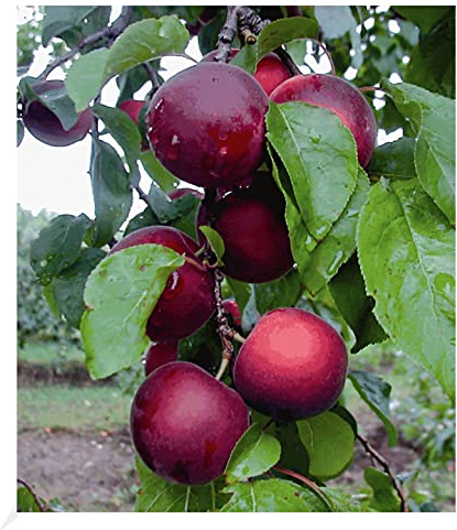 BALDUR Garten Cherrykose®' Kreuzung aus Kirschpflaume & Aprikose, 1 Pflanze, winterhart, mehrjährig, pflegeleicht, P. salicina x P. armeniaca, selbstfruchtend, Obstgehölze, Obst-Rarität