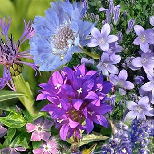 Set zum Bepflanzen: Blau 3 m² – 24 Stauden 9 x 9 cm.