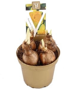 Bulbo de Narciso Amarillo Natural - Planta Fácil de Cuidar