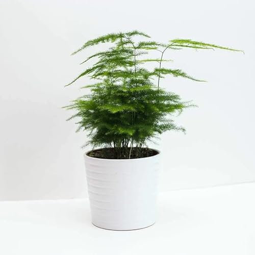 Asparagus Fern `Plumosus nanus` - 10 Seeds + Plant tag + Freebie (Asparagus setaceus plumosus nanus)