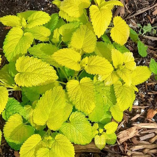 zitronenmelissesamen mehrjährig seltene exotische 200pcs