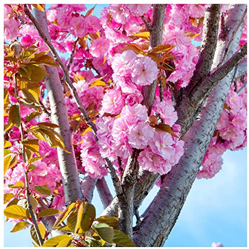 Japanese Flowering Cherry/Prunus 'Kanzan' 4-5ft Tall, Large Double Deep Pink Flowers 3fatpigs®
