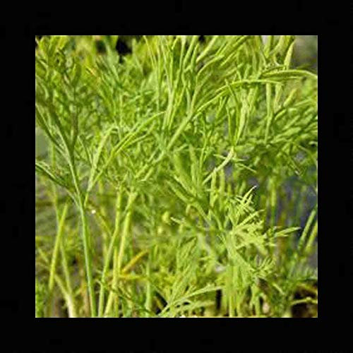 350 Dill ERBE Semi Anethum graveolens