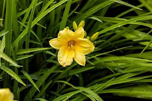 Hemerocallis 'Happy Returns' 11x11 cm Topf – Winterhart, Mehrjährig, Pflegeleicht – Taglilie – Staude für Beet & Rabatte