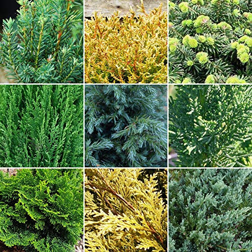 GardenersDream 6 x Mixed Conifer Plants in Pots - Outdoor Garden Ready Hardy Shrubs - Low Maintenance Ornamental Evergreen Outdoor Plants for Rockeries, Patios, and Borders (15-30 cm incl. 9cm Pot)