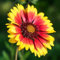 Pianta vera di Gaillardia x grandiflora Arizona Sun - Diametro Vaso Ø 14 cm
