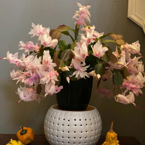 weihnachtskaktus biosaatgut büropflanzen balkonpflanzen frühling frühlingsblumen blumenbeet balkon schnittblumen dekopflanze Schlumbergera sommerblumen dachbegrünung blumensaat 750samen