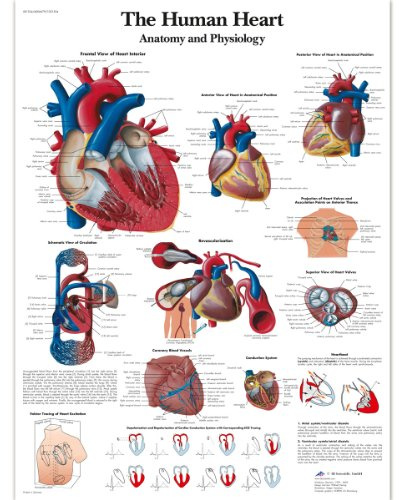 3B Scientific VR1334L Menschliche Anatomie „The Human Heart“ Diagramm, laminierte Version (englische Version)