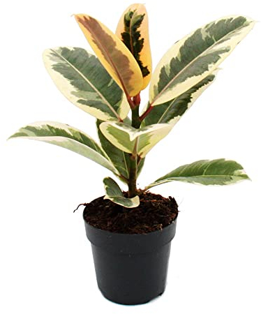 Exotenherz Weissbunter Gummibaum - Ficus elastica Tineke - 11cm Topf