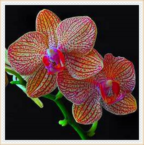 Cymbidium-Zwiebeln, hochwertige, winterharte Blumenzwiebeln, mehrjährige Blumen, hervorragende Zierblumen, für den Innen- und Außenbereich geeignet-8 Bulbos-D