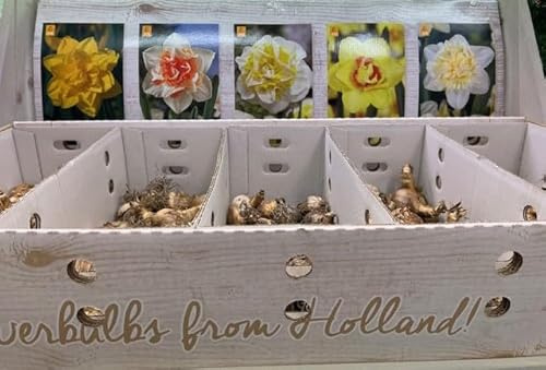 Bulbi di Narcisi Colori Misti, 10 Pezzi, Fiori Primaverili da Giardino