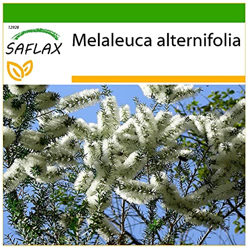 SAFLAX - Australiskt Tea Tree - 400 Frön - Med pottsubstrat för bättre odling - Melaleuca alternifolia