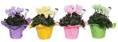 Ciclamen Plantas Naturales Pack de 4 Flores para Interior y Exterior