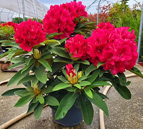POWERS TO FLOWERS - RODODENDRO ROSSO INTENSO XXL, RHODODENDRON, IN VASO 22CM DIAMETRO, pianta vera
