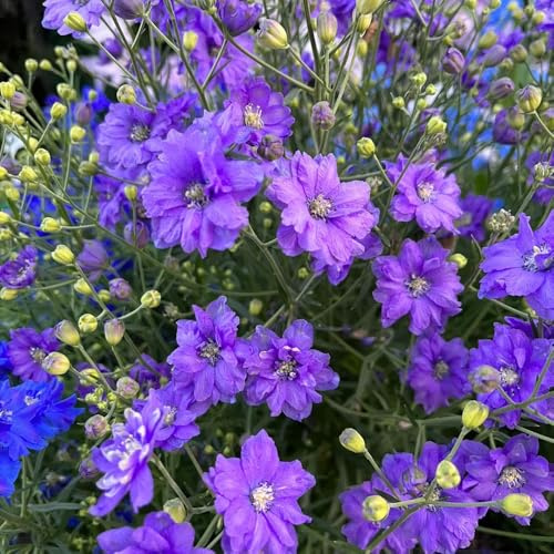 rittersporn pflanztöpfe pflanzensamen dachbegrünung balkonpflanzen frühling schnittblumen blumensaat blumenbeet balkon wildblumensamen pflanzendeko winterharte kletterpflanzen balkon 200samen