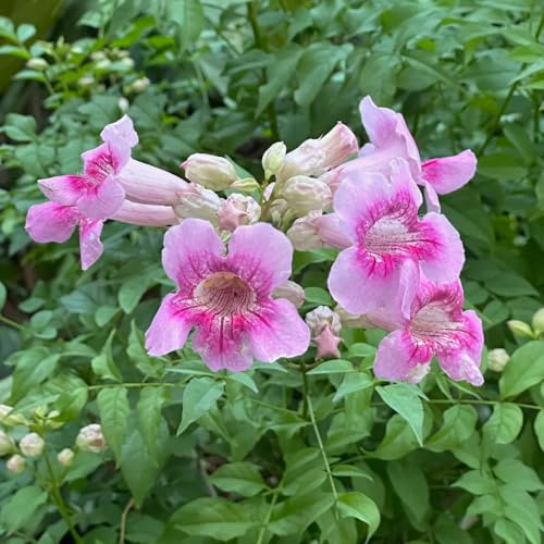 Semillas de trompeta, trepadoras resistentes raras trepadoras rápido crecimiento decoración para lugares soleados jardín rocas semillas 25pcs