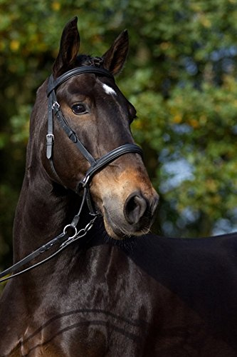 Barefoot Gebisslose Zäumung für Pferde - Bittless Bridle und Sidepull in einem - Weich gepolstert mit breitem Nasen-, Stirn-und Genickstück - ideal für Western, Englisch und Wanderreiten - Full Black