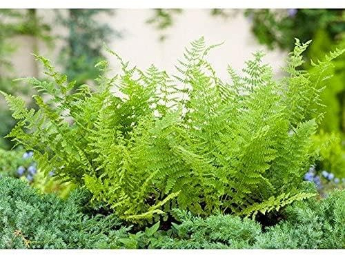 GARTEN SCHLÜTER® Wald-Frauenfarn - Athyrium filix femina | Winterhart, pflegeleicht, als Unterpflanzung geeignet