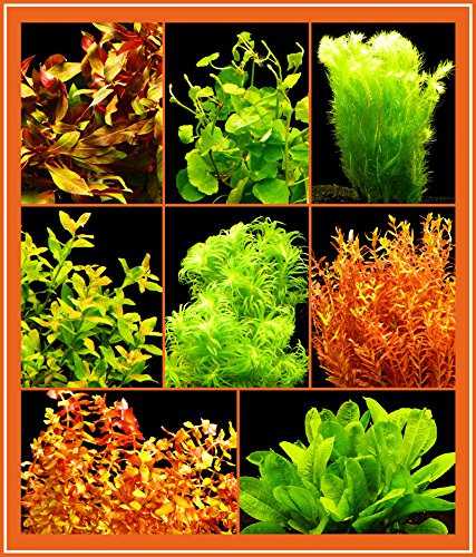 Zoomeister - über 20 Aquarien-Pflanzen - Bunter Mix - 4 Bund - Top Qualität