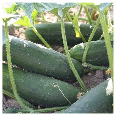 Concombre Le Généreux 40 graines