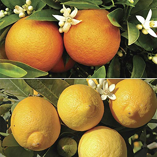 YouGarden Pair of Large Orange and Lemon Trees in 4 Litre Pots, 80-100cm Tall, Plus 150g Citrus Feed, House Plant, Conservatory or Garden Plants