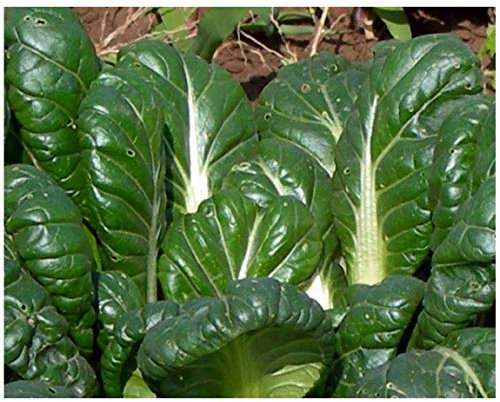 PREMIER SEEDS DIRECT MUSTARD - TATSOI - 400 SEEDS (ORGANIC)