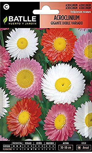 Semillas Batlle Acroclinium gigante doble variado