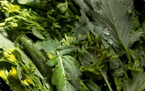 500+ Broccoli Raab (Rabe, Rapini) Seeds- Spring Raab