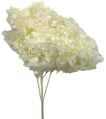 Generico Ortensia STABILIZZATA | Vari Colori | 20x60 cm Bomboniera Allestimento Feste Cerimonie Fiori Fiore Vero (Avorio)