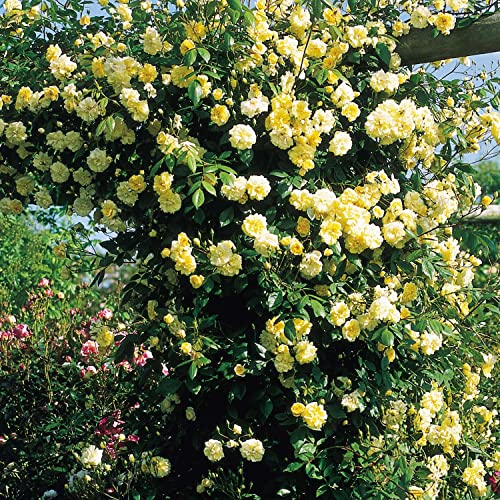 Öfterblühende Ramblerrose - 'Malvern Hills®'