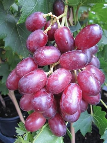 Kernlose Weintraube King Ruby - Vitis vinifera King Ruby