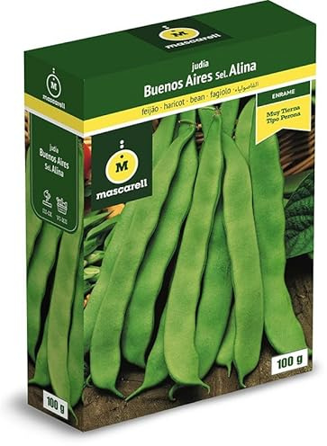 Mascarell Semillas, JUDÍA BUENOS AIRES VERDE SEL. ALINA, Semillas Leguminosas, Fácil de Cultivar en Casa, 100 G.