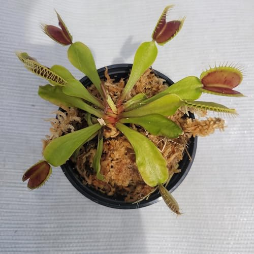 Adult Sized Mammoth Venus Flytrap (Fly Trap Carnivorous Plants) Dionaea Muscipula 3 inch Pot