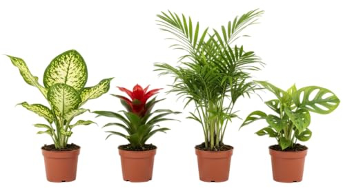 Set Natural DECOALIVE: Monstera Adansonii, Dieffenbachia, Guzmania Roja y Chamadorea el Equilibrio Perfecto entre Color, Naturaleza y Estilo