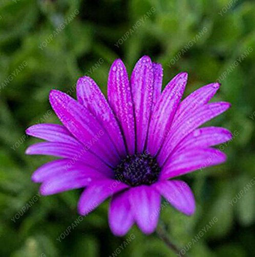 100 PZ Crisantemo Samen Gazania Rigens Samen Seltene Blumen-Samen Haus Balkon Garten Bonsai Gratis Rosso Versand