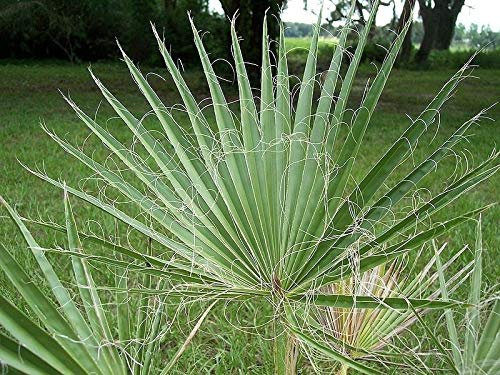 Washingtonia Filifera - California Fan - 10 semi - NPWS