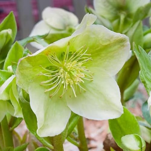 6 x Schneerose - Helleborus Nigercors: Christrosen mit schneeweißen Blüten.
