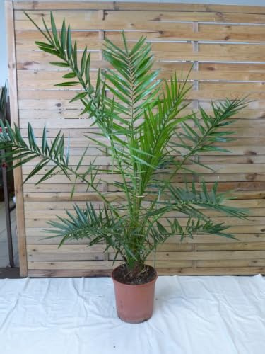 [Palmenlager] XL Phoenix canariensis -kanarische Dattelpalme - 160 cm - kräftiger Stamm // Indoor & Outdoor Palme