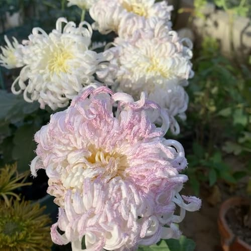 Semi resistenti di crisantemo - perenni decorazione giardino esterno balcone esotiche 150pcs