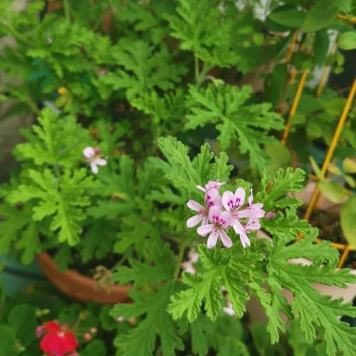 Semillas de geranio limón, semillas de geranio perfumado, exóticas Pelargonium graveolens - perennes semillas de jardín 250pcs