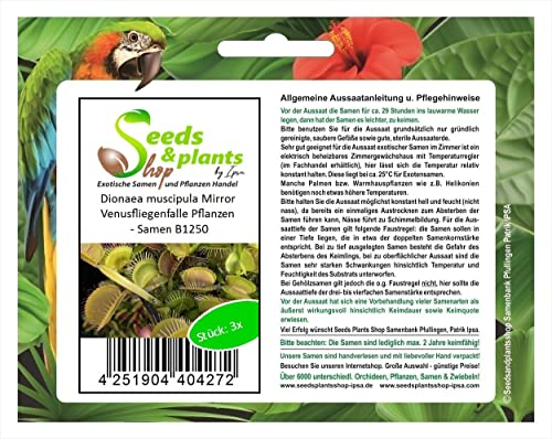 Stk - 3x Dionaea muscipula Mirror Venusfliegenfalle Pflanzen - Samen B1250 - Seeds & Plants Shop by Ipsa