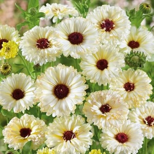 Semillas de caléndula - Caléndula officinalis exótico resistentes orgánico semillas de silvestres resistentes para jardines rocas cobertura 150pcs