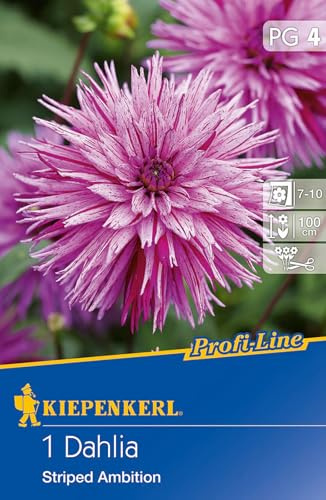 Splitt-Dahlie Striped Ambition | Splitt-Dahlienzwiebeln von Kiepenkerl