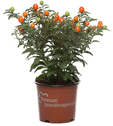 Arbusto Natural de Solanum Pseudocapsicum Planta Ornamental de Exterior