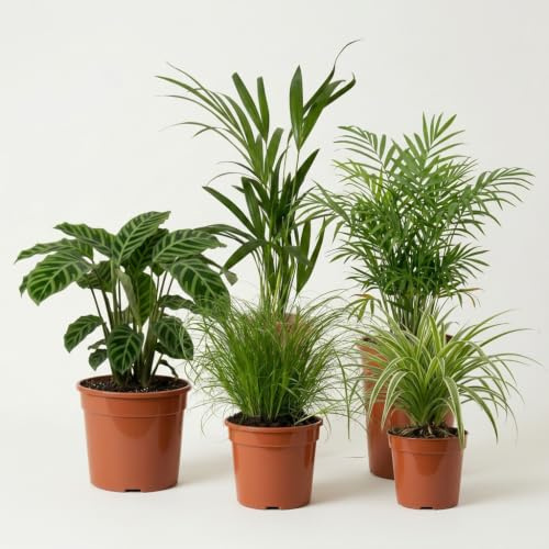 “Katzenliebhaber” Pflanzenset | 5er-Set | Katzengras, Bergpalme, Areca, Grünlilie, Calathea | ca. 30-50 cm | Ø 12-15 cm Topf | Pflegeleichte Zimmerpflanzen für Wohnung und Büro