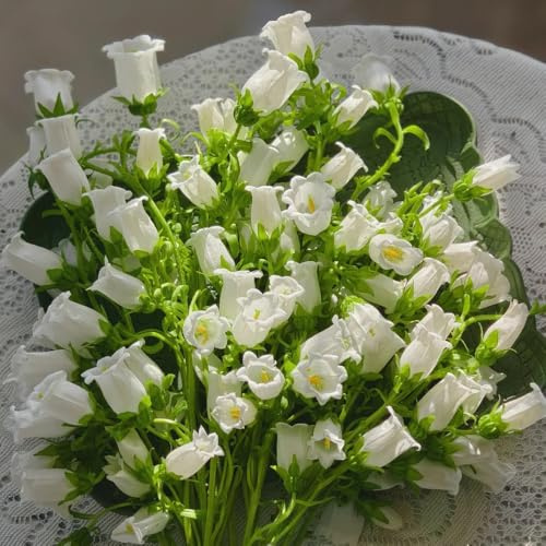 semi di campanula, Le da giardino sono resistenti, Campanula media, rustiche, rare di perenni resistenti di campanula 50pcs