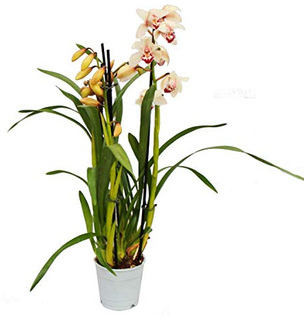 Cymbidium Orchidee - Kahnorchidee - L'orchidée pour chambres froides crème