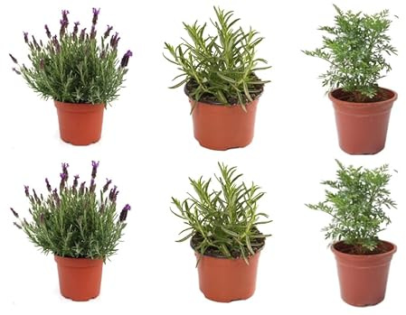 PACK 6 Plantas Aromaticasy Culinarias : 2 Romero +2 Lavanda + 2 Rudas - Pack Planta Aromática - Planta Natural- Planta Viva - Maceta 13/15 cm ø SP65