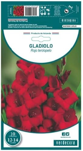 Verdecora Gladiolo Rojo Terciopelo X10 | Bulbo de Floración Impactante | Intensidad y Elegancia en un Solo Color | Ideal para Jardines y Borduras